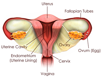 Female Reproductive Sytem